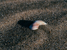 Shells In The Sand