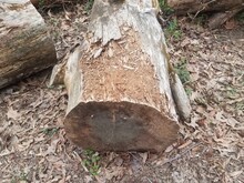 Brown Rotting Or Decomposing Or Decaying Tree Log