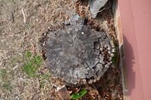 Brown Decaying Or Rotten Tree Stump And Bark