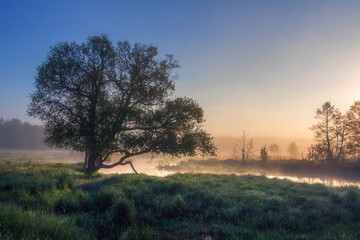 Fototapete - Morning. Landscape of lonely tree stay near river and surrounded green grass in misty