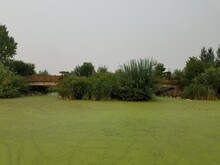 Green Algae On Water In Pond With Brown And Green Grasses And Wooden Bridge
