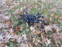 Black Spider On Green Grass With Brown Leaves
