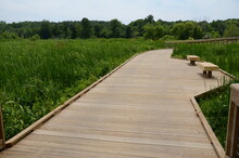 Wooden Boardwalk With Benches And Green Plants In Wetland Area