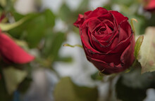 Red Rose On Bokeh Background