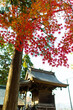 © sigmaphoto - 木造の祠と美しく色づいた紅葉