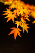 © sigmaphoto - 照明に照らされて美しく光る紅葉