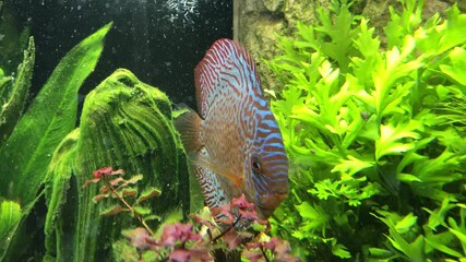 Wall Mural - Bunte Diskusfische im Aquarium in ihrer sozialen Gemeinschaft. Diskusfische gehören zu den Buntbarschen und fühlen sich in größeren Gruppen wohl.