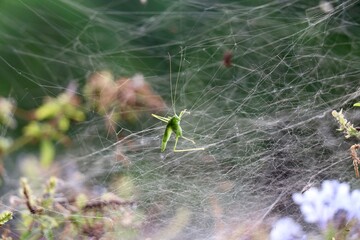 Spiderweb Grasshopper
