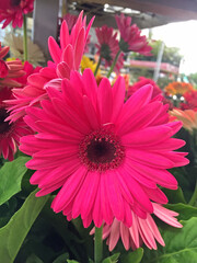 Closeup of beautiful pink gerber flowers