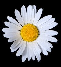 A Single Shasta Daisy Flower On A Pure Black Background.