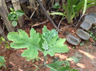 Beautiful leaf of Chrysanthemum flower in the local garden