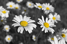 Patch Of Shasta Daisies And A Little White Spider, In Black And White Color Pop