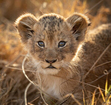 One Tiny Baby Lion With Big Eyes Headshot Looking At Camera In Kruger Park South Africa