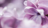 Fototapeta Kwiaty - Blooming branch of purple terry Lilac in spring