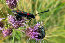 Red And Black Moth On A Purple Flower
