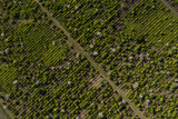Fototapeta Tulipany - Texture of green tree forest view from above. Aerial top view forest tree, Rainforest ecosystem and healthy environment concept and background.