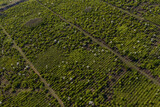 Fototapeta Tulipany - Texture of green tree forest view from above. Aerial top view forest tree, Rainforest ecosystem and healthy environment concept and background.