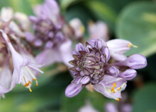 Closeup Of Beautiful Purple Hosta Flower