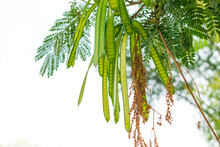 Albizia Chinensis (silk Tree, Chinese Albizia Kang Luang, Cham, Sengon) Tree With Seed Pods. Albizia Chinensis  Green Seed Pod 