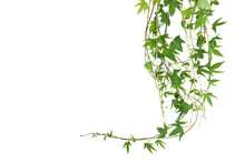 Hanging Vines Leaves Of Sweet Potato Vine Plant Isolated On White Background With Clipping Path.