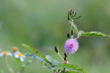 Wall Mural - Mimosa pudica flower in the field. Sensitive plant