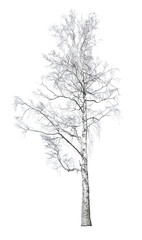 Wall Mural - large bare birch isolated on white