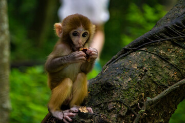 A baby macaque