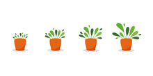 Potted Plant Growth Stages. Home Plant Steadily Grow In Pot. From Little Sprout To Lush Foliage. Vector Illustration,cartoon Flat Style