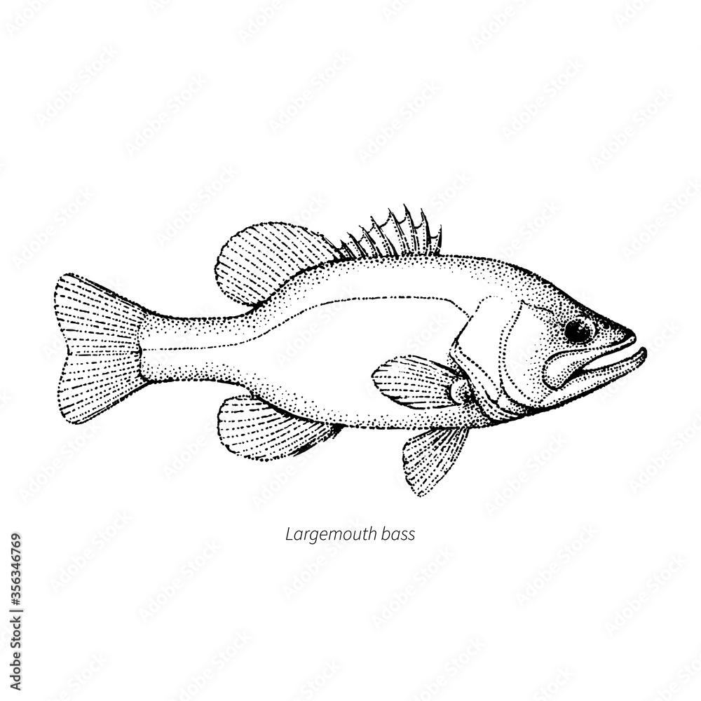 Largemouth bass fish hand drawn outline illustration. Vector isolated ...