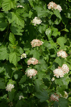 Physocarpus Opulifolius Bush With Bright-white Flowers And Green Leaves In June