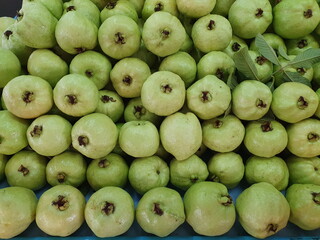 Wall Mural - Organic green guava, sold in community stores Is a fruit that is very high in vitamin C. Suitable for those who control weight because it is rich in dietary fiber Scientific name Psidium guajava L.
