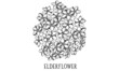 Hand drawn botanical vector art of Elderflower