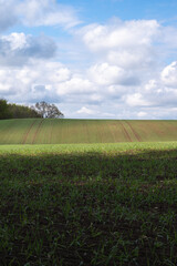 Wall Mural - Rolling hills of agricultural fields in a rural area of southern Sweden