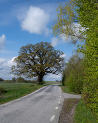 Wall Mural - An oak tree beginning to get some green leaves, stands next to a rural country road in southern Sweden