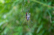 © bankstocker - Wild Spider finishing its prey