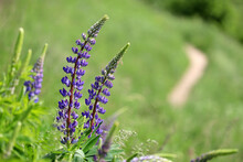 Rural Scene With Purple Lupine Flowers And Path On A Summer Meadow. Wildflowers In Green Grass