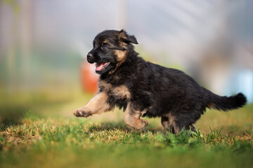 Wall Mural - happy german shepherd puppy running outdoors in summer