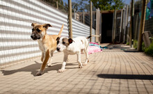  Little Dogs In A Dog Shelter Running
