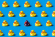 black duck surrounded by yellow ducks. Black lives matter