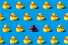 Black Duck Surrounded By Yellow Ducks. Black Lives Matter