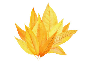 autumn leaves on an isolated white background, watercolor sketch