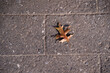A beautiful abstract photo of dry brown maple leaf falling onto the ground. Drying alone leaf left on the brick foot path. 