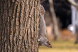 A squirrel climbs down from the tree looking for food in the park. The squirrel hang itself on tree bark. 