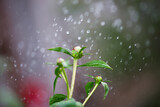 Fototapeta Sypialnia - peony bud close up with raindrops