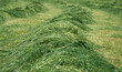 Closeup of a swath of freshly mowed green grass on the field, the grass was mowed by the farmer with a drum mower without conditioner and after drying will be silaged