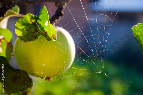 Fotomural Green apple on the branches, leaves of the apple tree shrouded in cobwebs