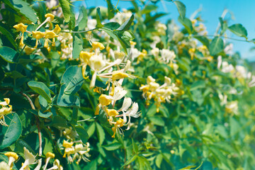 Wall Mural - Yellow honeysuckle in the garden. Summer background.