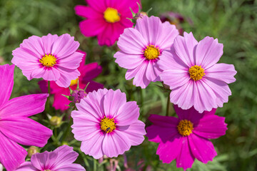 Cosmos or Mexican Aster flower in garden at sunny summer or spring day.