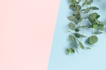 Wall Mural - Eucalyptus branches on a pink and blue pastel background. Floral composition with place for text.