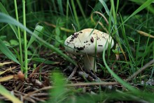 Mushroom In Grass In Wild Forest Covered With Ashes